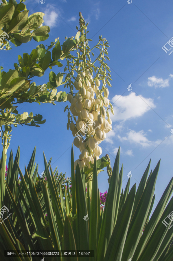 凤尾丝兰花草