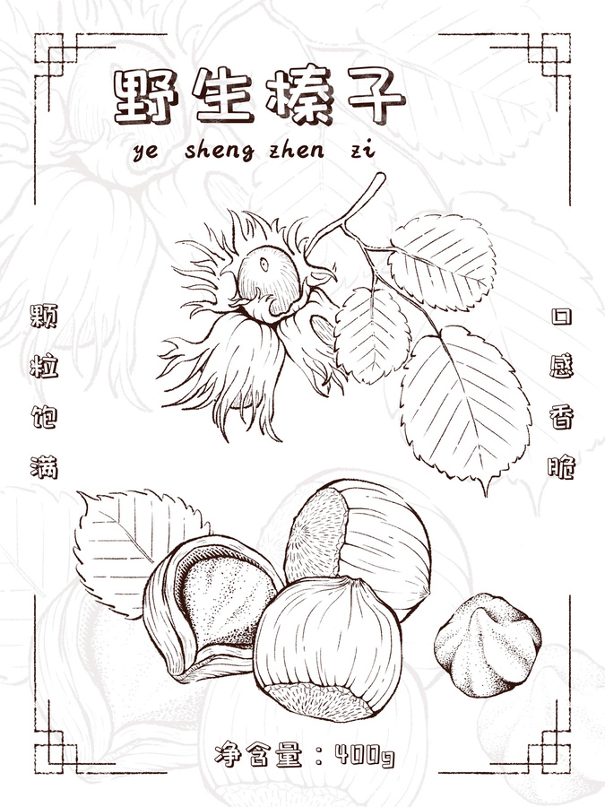 手繪榛子包裝插畫