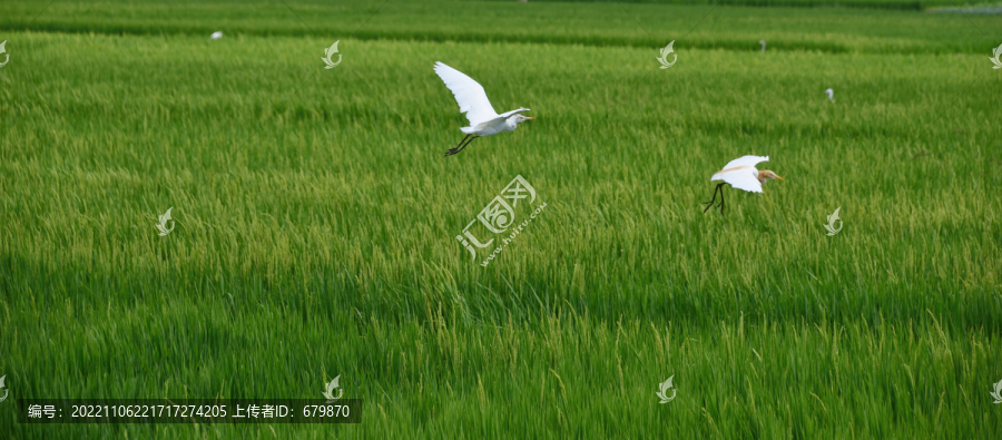 稻田上的白鹭