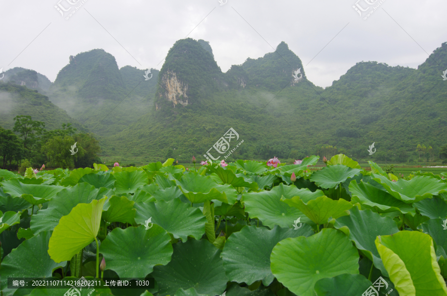 乡村农业荷塘青山绿色风景