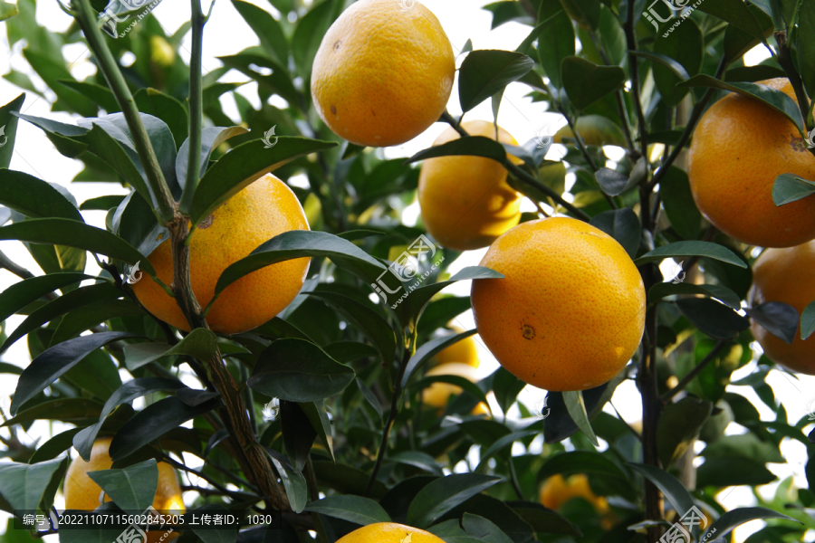 果园水果农业经济作物柑橘柑桔