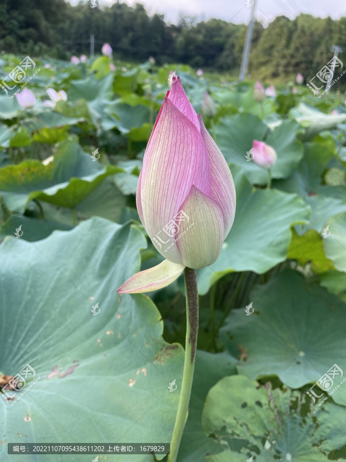 唯美荷花高清特写