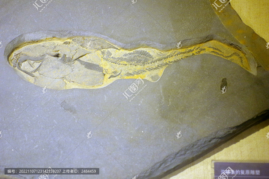 尖齿粒骨鱼骨骼化石标本