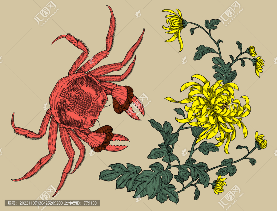 手繪大閘蟹與菊花插畫