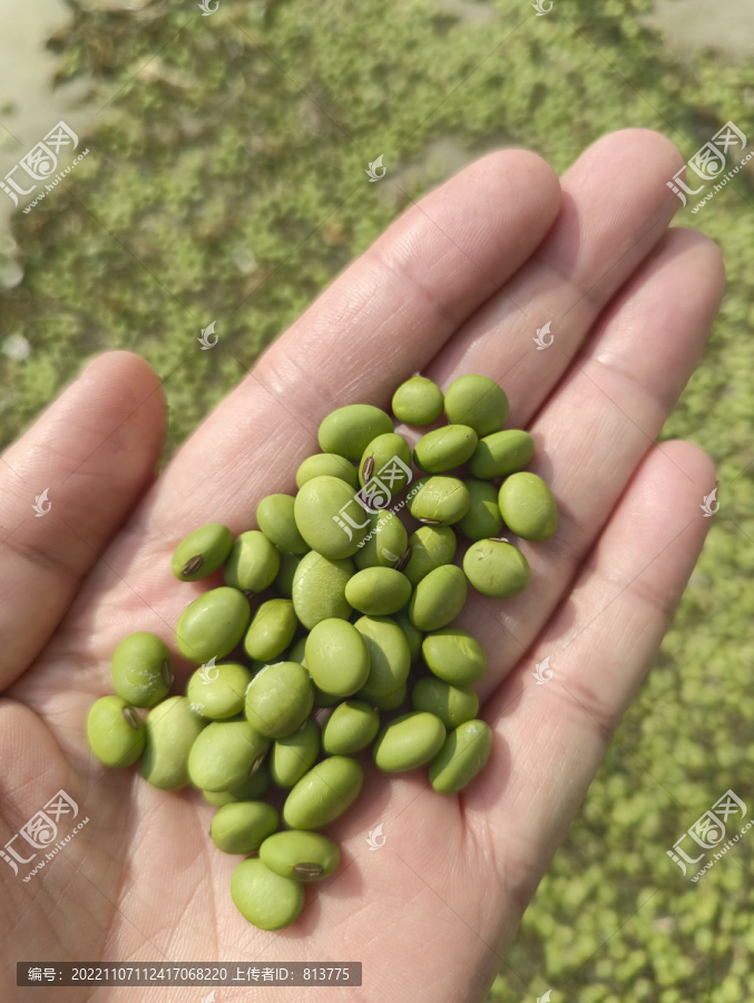 手里青豆