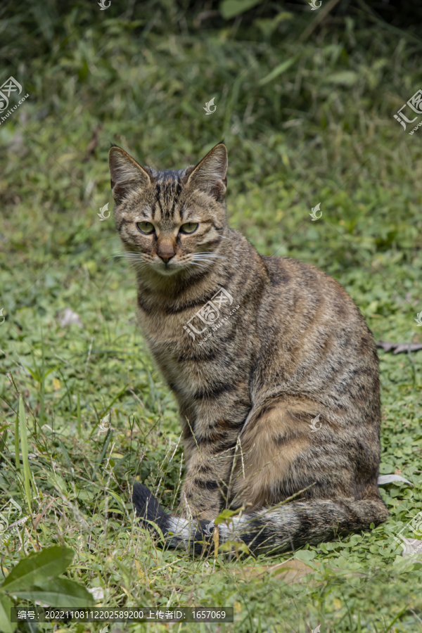 狸花猫2