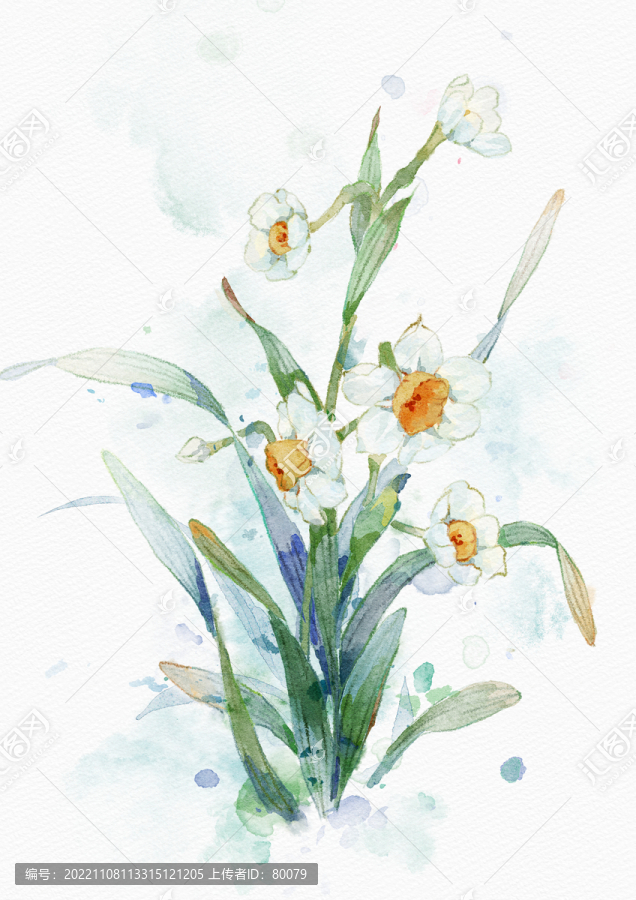水仙花