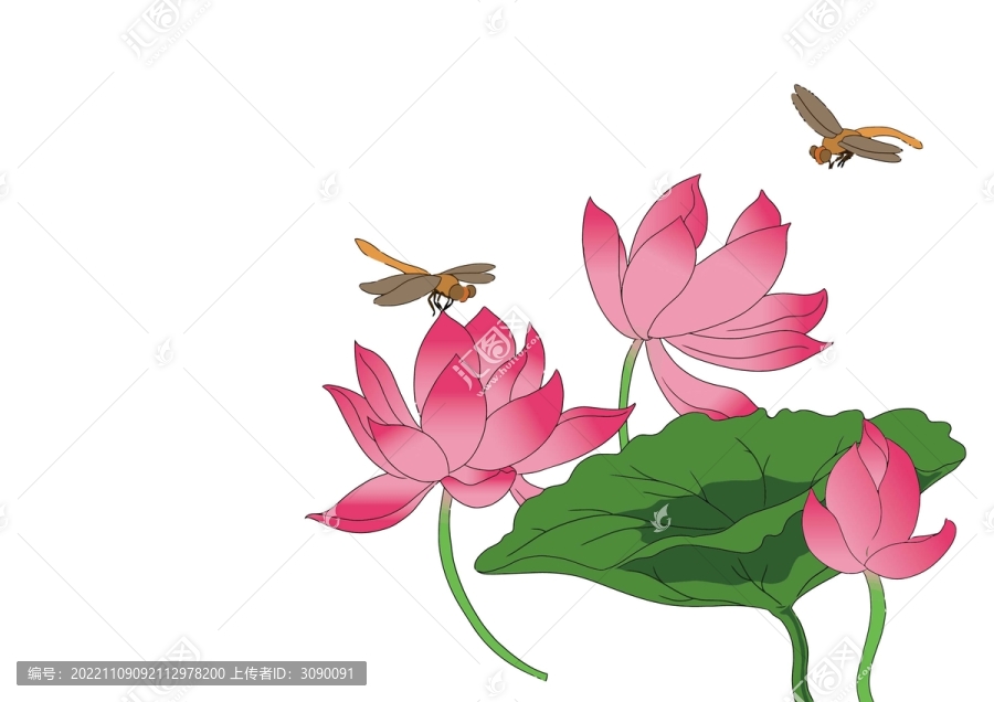 荷花