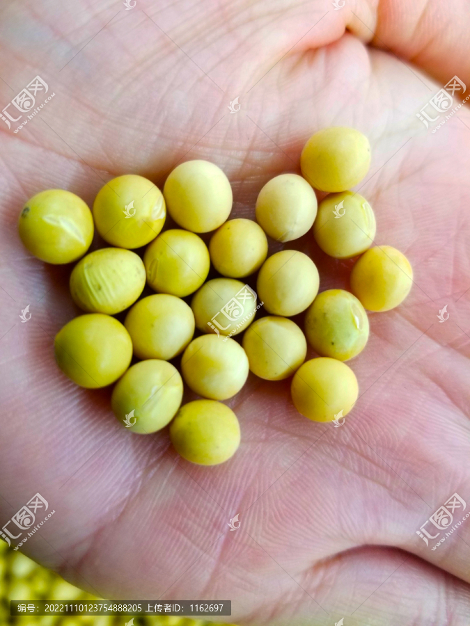 黄豆粒