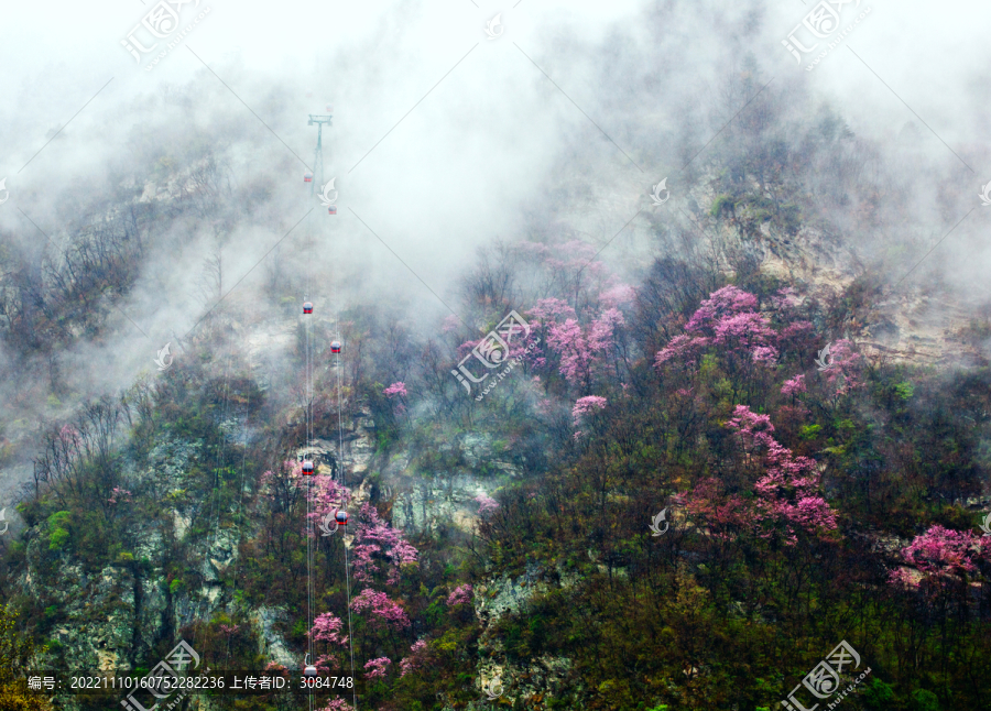 武当山春花烂漫