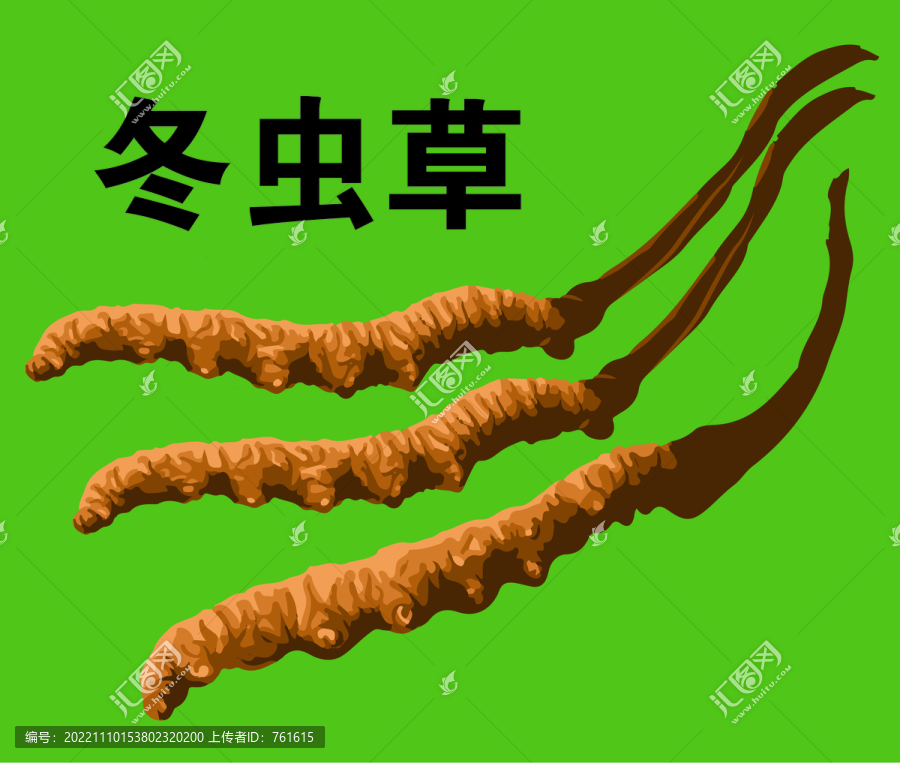 冬蟲草插畫