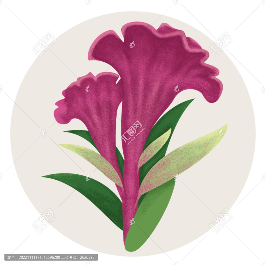 雞冠花