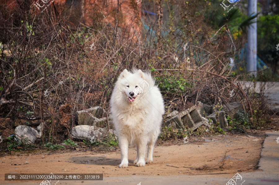 村里最帅的犬