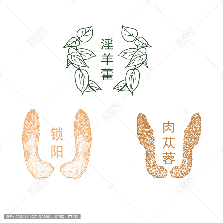 手繪肉蓯蓉鎖陽淫羊藿