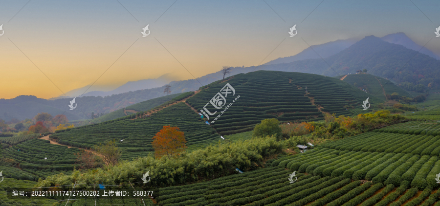 青山绿水杭州龙坞茶园秋色航拍