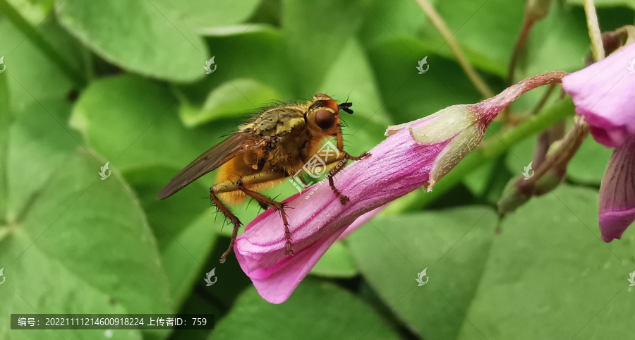 小黄粪蝇