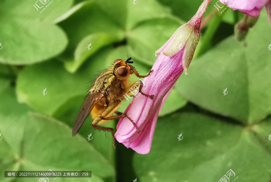 小黄粪蝇