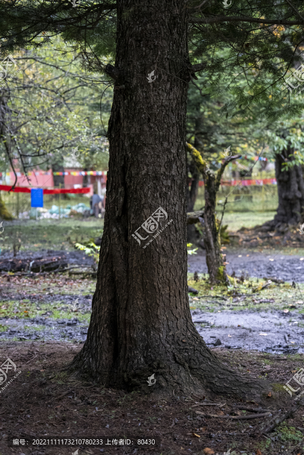 云南雨崩村原始森林