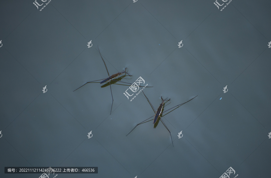 水黽水馬水蜘蛛水母雞