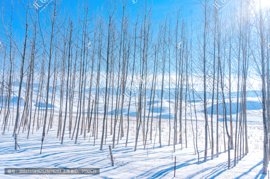 农村雪景风光