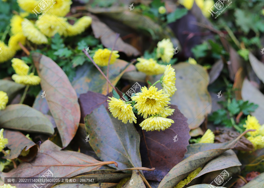 野菊花