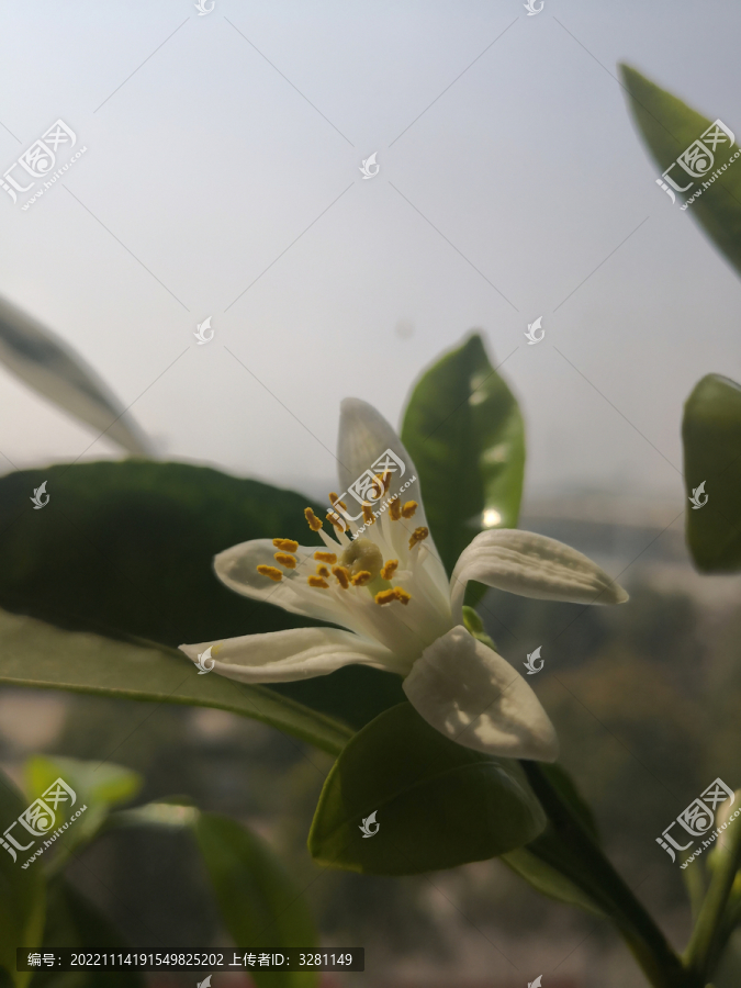 橘子花