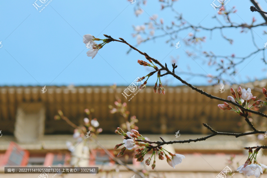 武大樱花