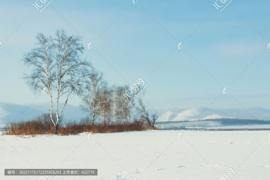 雪原蓝天白桦树