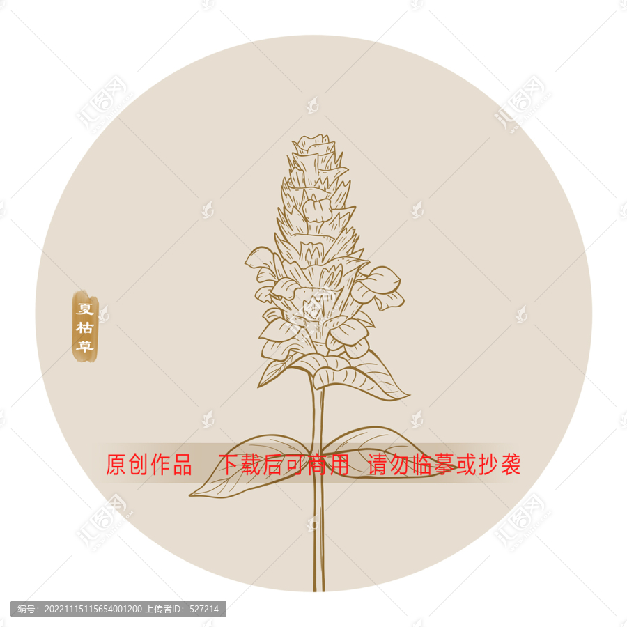 線描夏枯草