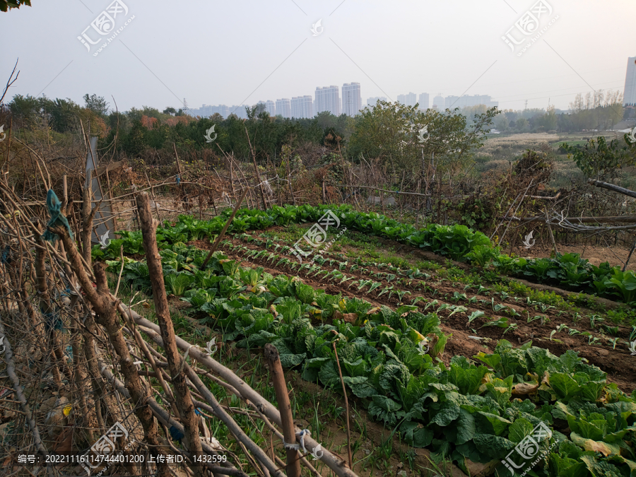 农家小菜园