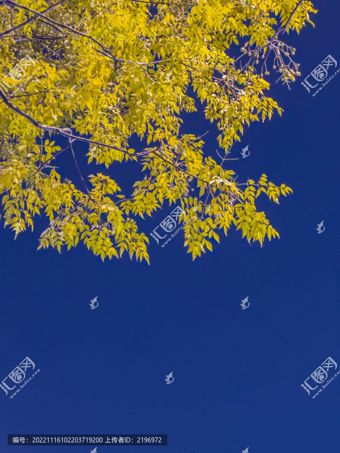 蓝天下秋天的苦楝树