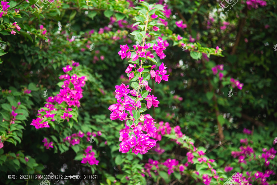 光叶子花