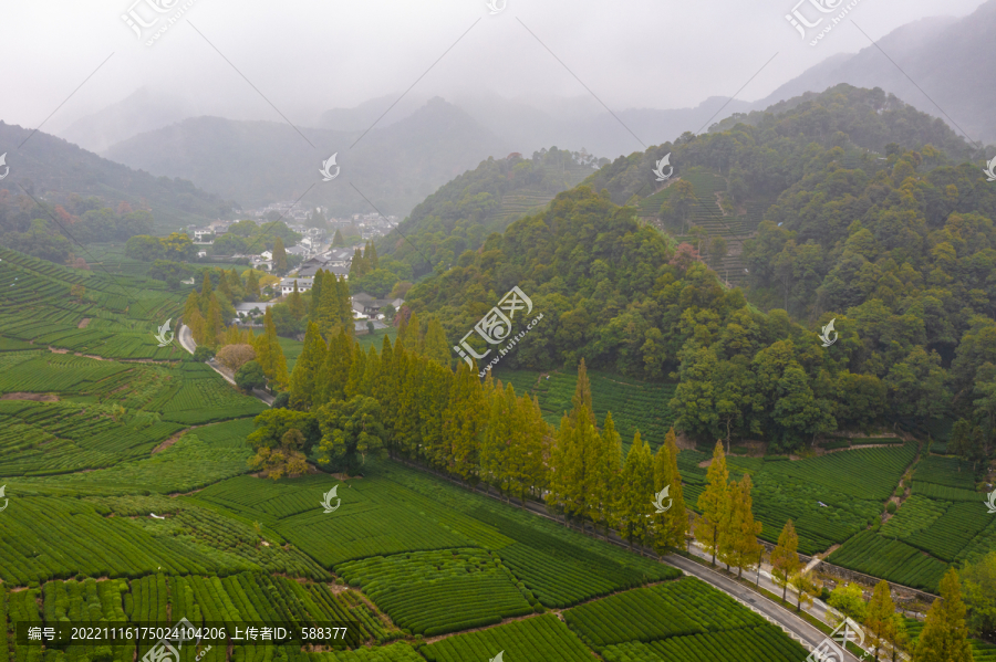 杭州市西湖龙井茶地梅家坞秋色