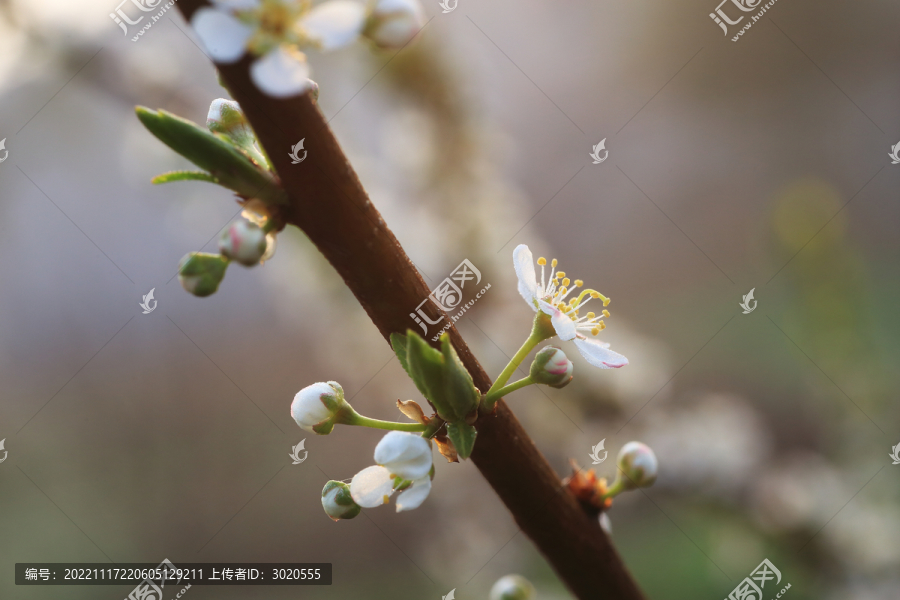 果树果园桃花开