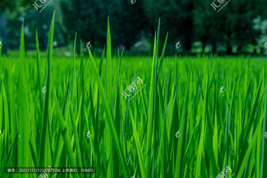 水稻早稻稻田绿色田野