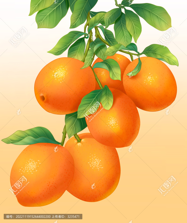臍橙插畫