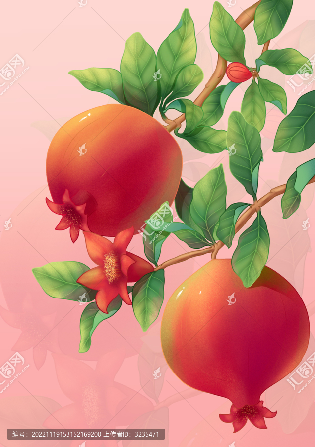 石榴插畫(huà)