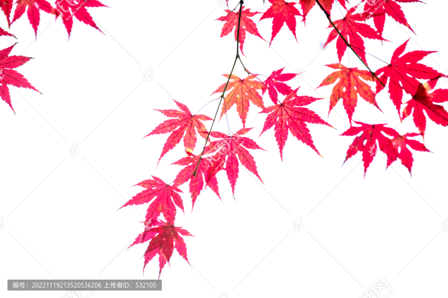 秋天红叶设计素材