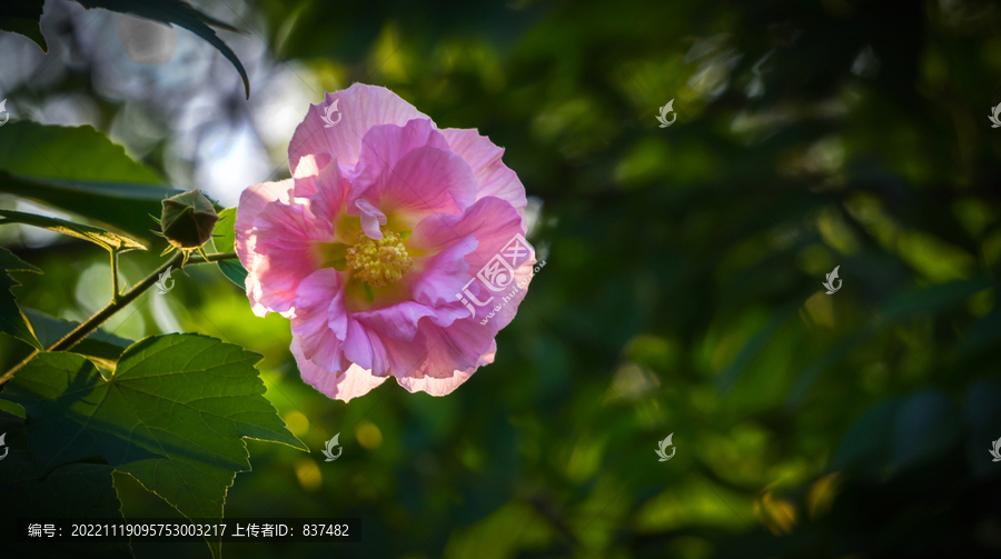 花卉红玫瑰