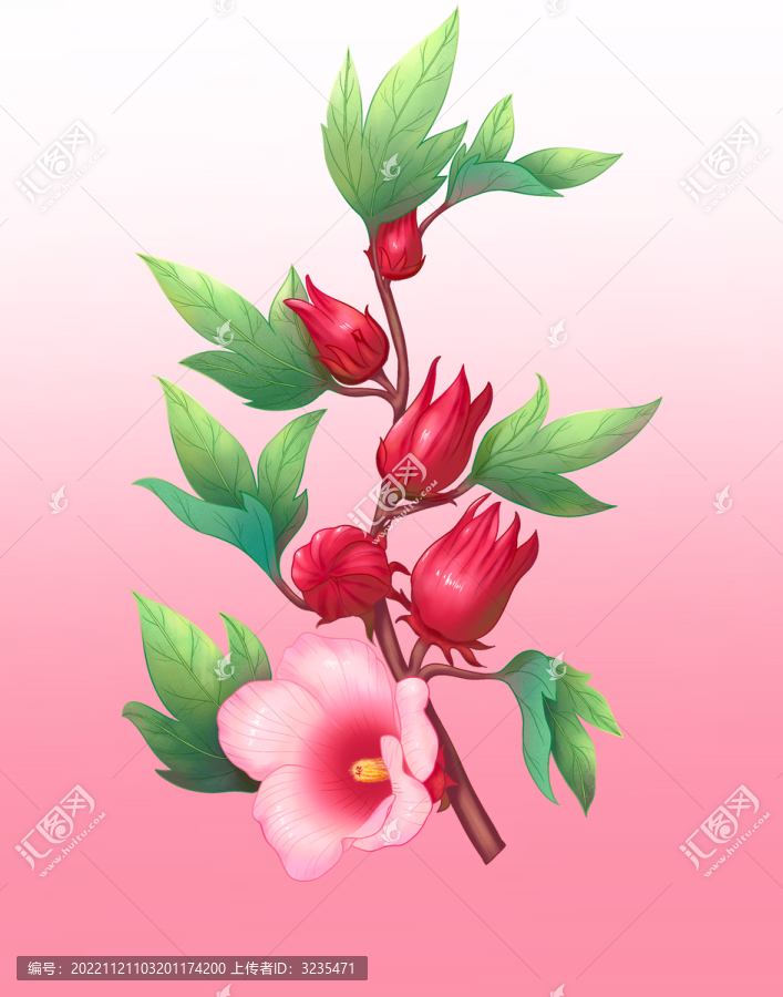 洛神花玫瑰茄插畫
