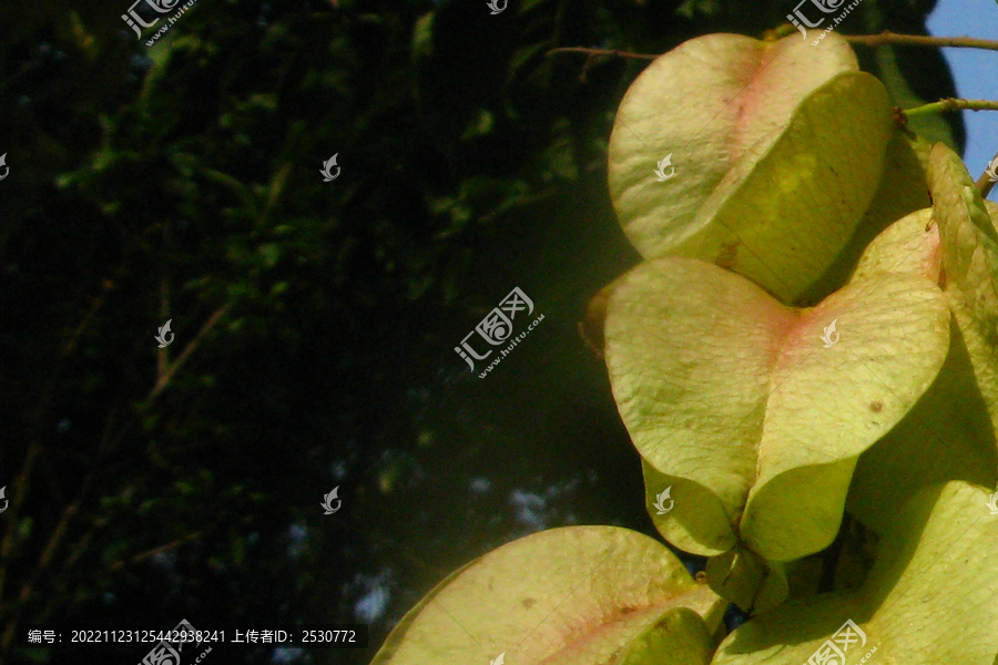 栾树包含着蒴果的三菱形子房