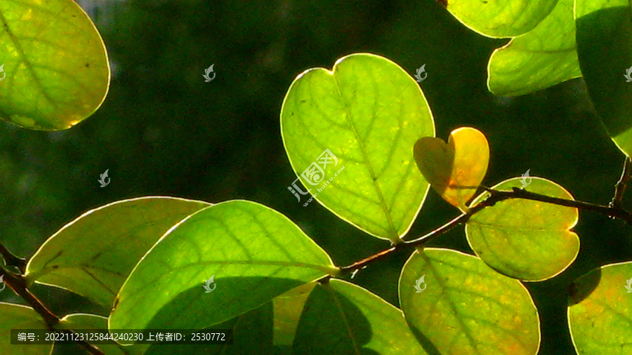 深秋紫薇树叶特写