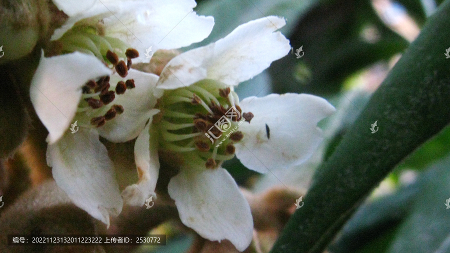 枇杷花