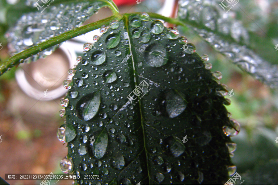 凝聚花叶上的雨珠