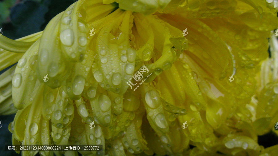 菊花瓣上雨珠微距摄影