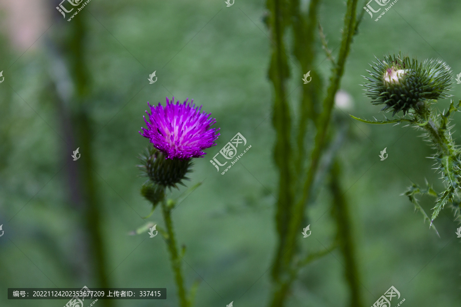 节毛飞廉