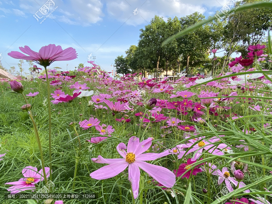 格桑花