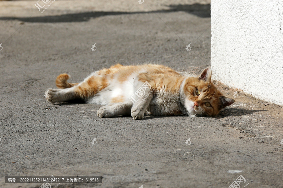 阳光下午睡的猫