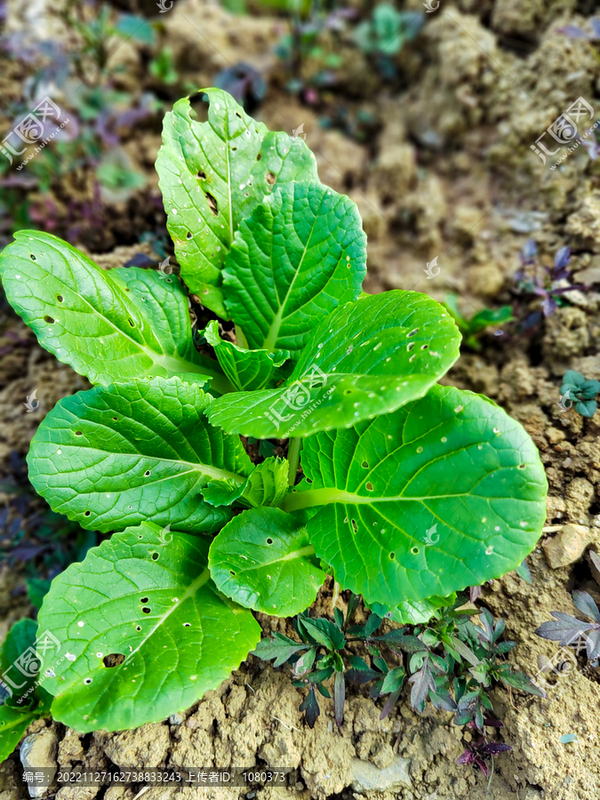 地里的小白菜