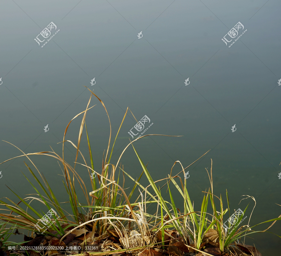 池塘边的野草